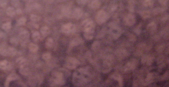 Crowd